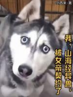 我，山海經(jīng)異獸，被女帝契約了